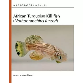 African Turquoise Killifish Nothobranchius Furzeri