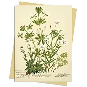 Rbge: Charlotte Cowan Pearson: Stitchworts, Woodruff and Pepperwort Greeting Card Pack: Pack of 6