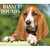 Basset Hounds 2025 6.2 X 5.4 Box Calendar