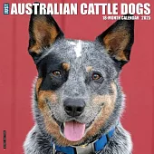 Just Australian Cattle Dogs 2025 12 X 12 Wall Calendar