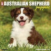 Just Australian Shepherd Puppies 2025 12 X 12 Wall Calendar
