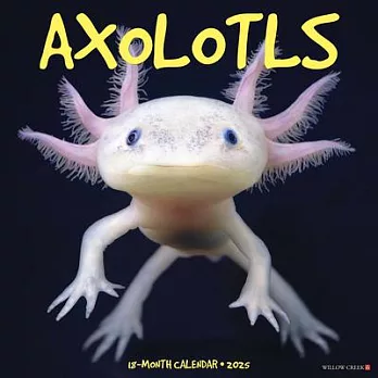 Axolotls 2025 12 X 12 Wall Calendar