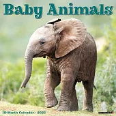 Baby Animals 2025 12 X 12 Wall Calendar