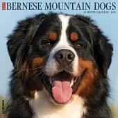 Just Bernese Mountain Dog 2025 12 X 12 Wall Calendar