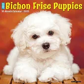 Just Bichon Frise Puppies 2025 12 X 12 Wall Calendar