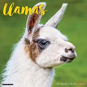 Llamas 2025 12 X 12 Wall Calendar
