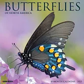 Butterflies 2025 12 X 12 Wall Calendar