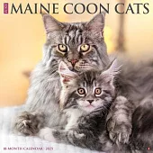 Just Maine Coon Cats 2025 12 X 12 Wall Calendar