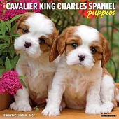 Just Cavalier King Charles Spaniel Puppies 2025 12 X 12 Wall Calendar