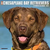 Just Chesapeake Bay Retrievers 2025 12 X 12 Wall Calendar