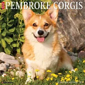 Just Pembroke Corgis 2025 12 X 12 Wall Calendar