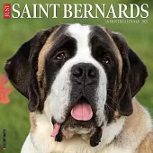 Just Saint Bernards 2025 12 X 12 Wall Calendar