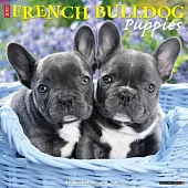 Just French Bulldog Puppies 2025 12 X 12 Wall Calendar