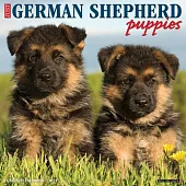 Just German Shepherd Puppies 2025 12 X 12 Wall Calendar