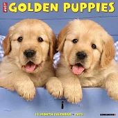 Just Golden Puppies 2025 12 X 12 Wall Calendar