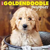 Just Goldendoodle Puppies 2025 12 X 12 Wall Calendar