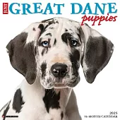 Just Great Dane Puppies 2025 12 X 12 Wall Calendar