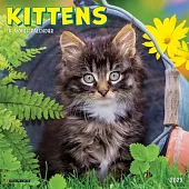 Kittens 2025 7 X 7 Mini Wall Calendar