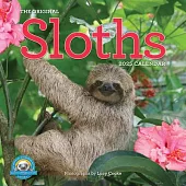Original Sloths Wall Calendar 2025: The Ultimate Experts at Slowing Down