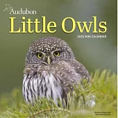 Audubon Little Owls Mini Wall Calendar 2025: A Year of Fluffy and Round Owls
