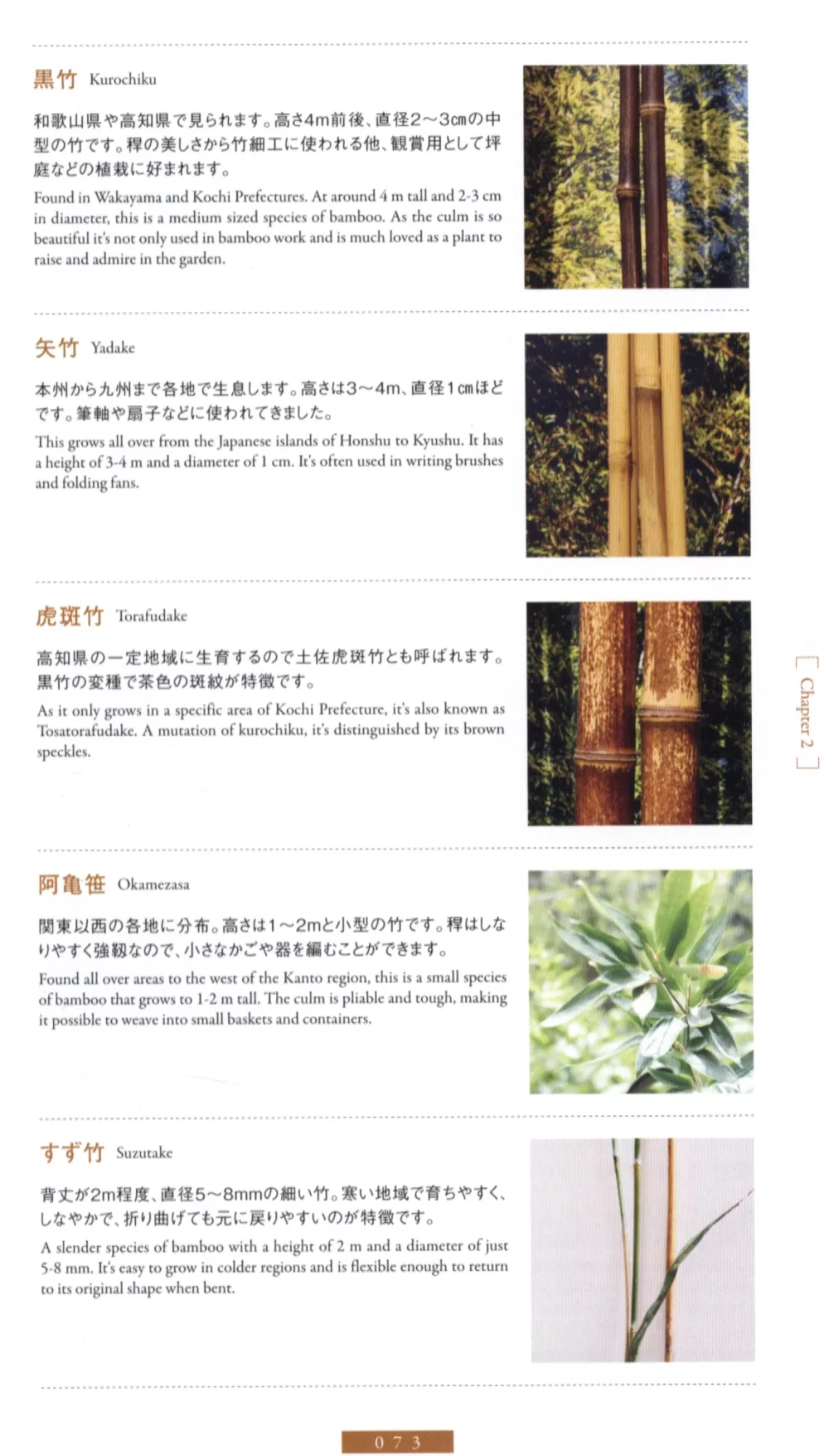 竹籃編織所使用的竹子品種