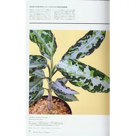 博客來 Brutus珍奇植物圖鑑完全專集 博客來 Brutus珍奇植物圖鑑完全專集