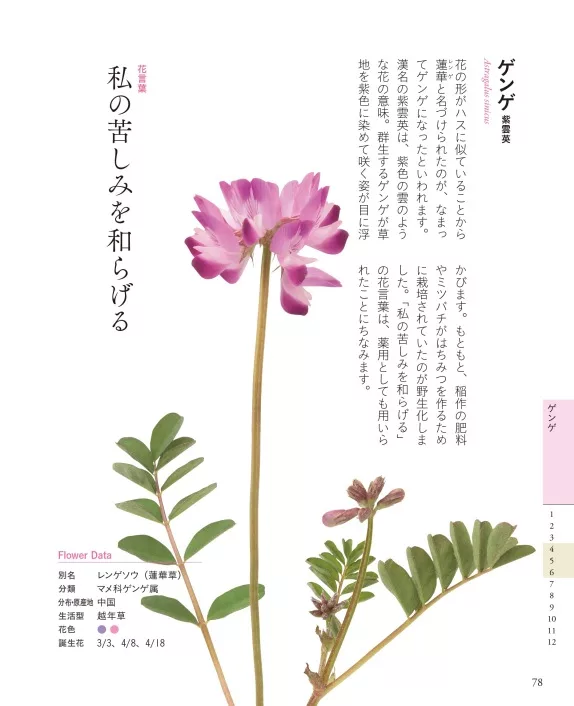 博客來 各式花語圖鑑解析手冊 野花 路旁的花編 博客來 各式花語圖鑑解析手冊 野花 路旁的花編