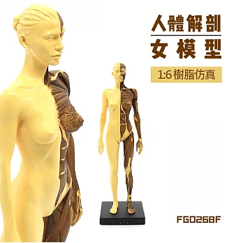 F&G樹脂仿真解剖人像1:6 高26.8cm 復古雙色 -女