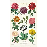 美國 Cavallini 純棉布面茶巾桌巾 植物花卉