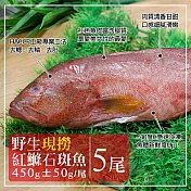 【優鮮配】峇里島海底紅金-野生紅鰷石斑魚X5條(450±50G/條)超值免運組