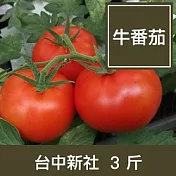 台中新社【牛番茄】3斤