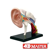 【4D MASTER】立體拼組模型人體解剖教學系列-耳朵 25095/26055