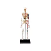 【4D MASTER】立體拼組模型人體解剖教學系列-骨架 626011