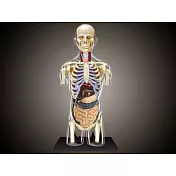 【4D MASTER】立體拼組模型人體解剖教學系列-全透視人體-8吋半身透明軀幹 26068