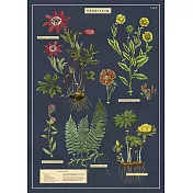 美國 Cavallini & Co. wrap 包裝紙/海報 植物標本