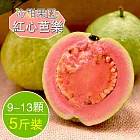 預購《沁甜果園SSN》屏東高樹紅心芭樂(9-13顆裝/5台斤)