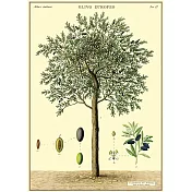 美國 Cavallini & Co. wrap 包裝紙/海報 橄欖樹
