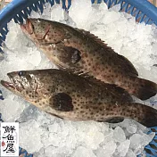 【鮮魚屋】現撈急凍台灣青斑石斑魚450g*6條