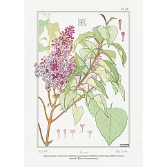 【賽先生科學工廠】A4圖鑑海報(9款) 19世紀植物插圖(紫丁香)