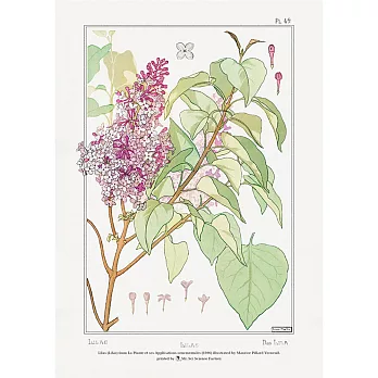 【賽先生科學工廠】A4圖鑑海報(9款) 19世紀植物插圖(紫丁香)