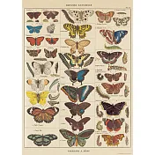 美國 Cavallini & Co. wrap 包裝紙/海報 蝴蝶生命史 Butterfly natu