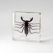 【賽先生科學工廠】日式木盒昆蟲標本 - 鞭蠍