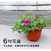 《將將好》雅美花盆-6吋(3入) 小盆栽 桌上型盆栽