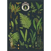 美國 Cavallini & Co. wrap 包裝紙/海報 英國蕨類植物