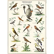 美國 Cavallini & Co. wrap 包裝紙/海報 鳥類學