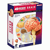 【4D MASTER】立體拼組模型人體解剖教學系列-大腦 626008